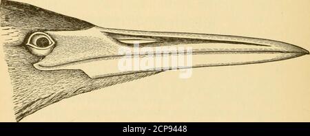 . New England bird life: Essere un manuale di ornitologia del New England; . nt, 32.00-45.00 !Wing, 9.50-13.00 ; Bill circa 3.00 ; tarsus circa 3 50 ; medio toeabout lo stesso. Un comune residente estivo, di solito arrivando a metà o seconda parte di aprile, e rimanendo fino a novembre. Essendo uno dei più ardiosi come pure uno dei più erratici della famiglia Ardcidcs, il Bittern è senza dubbio di essere visto a New endand in inverno, anche se non abbiamo messo le mani su alcun positiverecord a questo effetto. È un uccello della palude e reedy 270 ARDEID^ : AIRONI, marsh piuttosto che di una palude boscosa Foto Stock