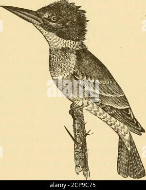 . New England bird life: Essere un manuale di ornitologia del New England; . amiliar, e usuallya foglio o tratto di acqua è pescato da una sola coppia; ma sono creature grandi, rumorose, assertive, im-possible da trascurare e quindi dare un'impressionof essere più abbondantche realmente sono confronto con gli esempi di vita-uccello meno noti. Forse vedevano o swiftlywinging lungo thewater-corso, o hover-ing e tuffando intothe flusso per aumentare suc-cessful con un pesce in thebeak, o arroccato uponsome outpostlike acquatico Shrikes.The grido duro ha beenattly paragonato al Foto Stock
