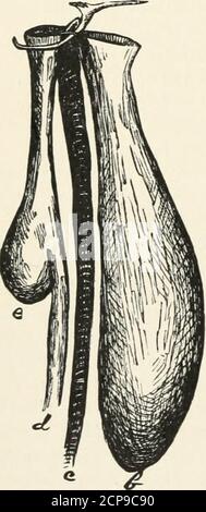 . Chiave per gli uccelli del Nord America. Contenente un resoconto conciso di ogni specie di uccelli viventi e fossili attualmente conosciuta dal continente a nord del confine tra Messico e Stati Uniti, compresa la Groenlandia e la bassa California, con cui sono incorporate ornitologia generale, un profilo della struttura e classificazione degli uccelli, E ornitologia di campo, un manuale di raccogliere, preparare, e preservare uccelli . es, coiTesponding alla parotide, supremillare, andsublinguale ghiandole di mammiferi, variano estremamente nel loro sviluppo. In Moodpeckers, per esempio, e alcuni Raptores, elaboratespec Foto Stock