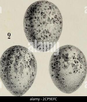 . Ornithologie de la Savoie, ou, Histoire des oiseaux : qui vivent en Savoie a l'état sauvage soit constamment, soit passagèrement . ,:. Foto Stock