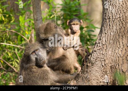 Chacma baboon (Papio ursinus) gruppo familiare di tre animali selvatici closeup in Sud Africa guardando la fotocamera e facendo contatto con gli occhi, essendo curioso Foto Stock