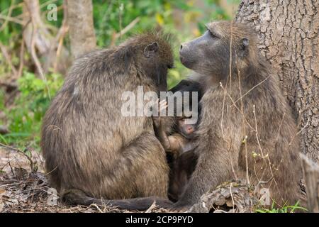 Chacma Baboons (Papio ursinus) gruppo familiare di tre persone con un bambino al centro di due adulti che fanno contatto con gli occhi e guardando curiosamente fotocamera Foto Stock