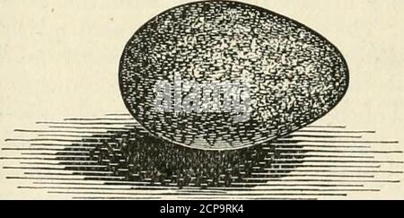 . Il rospo . s : Whilecollecting, il fratello del sig. Warricks ha trovato, in una pecora dilapidata-shed, su un beamnear il tetto, un nido supposto di Robins, su-su quale l'uccello stava sedendo. Quando il shehad volava oflf, il nido era percepito per coniare tre uova, due delle quali il nostro corres-pondent non aveva alcuna esitazione in pro-nouncing rispettivamente quello di un Robin anda Crow Blackbird, il primo essendo di un verde chiaro, il secondo bluastro-verde, con le marcature usuali caratteristiche delle uova di Q. purpurpureus. L'uovo sliirdo è inequivocabilmente delle dimensioni e della forma di aRobins e^]Xi ed è coperto sulla sua superficie salubre Foto Stock