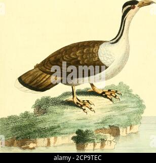 . Nouvelles injumes de zoologie : contenant cinquante planches enlumineés d'oiseaux curieux, et qui non etés jamais descrits, et quelques de quadrupedes, de rettiles et d'insettes, avec de courtes descriptions systematiques . unemembrane, et marquées des barres noireset blanches au. Les Hollandois le nommentsonne-vogel, oifeau du soleil ; il mangedes moutes et devient fouvent domeflique ; la tête et le corps font dans un mouvementcontinuel. De M. pennant. LA POITRINE,LES JAMBES, DEMEURE O [ 98 ] PLAT E XXXIX. IL SURINAM TERN. GENERE STERNA, LIN. SIST. 227. TERN, PENNA. GEN. UCCELLI, Foto Stock