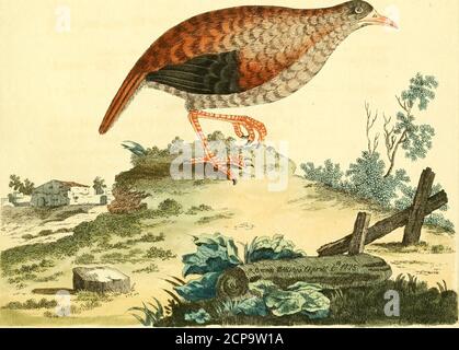 . Nouvelles illustrations de zoologie : contenant cinquante planches enlumineés d'oiseaux curieux, et qui non etés jamais descrits, et quelques de quadrupedes, de rettiles et d'insettes, avec de courtes descriptions systematiques . [ 97 ] PLANCHE XXXIX.^ LHIRONDELLE DE MER DE SURINAM. GENERE STERNA, LIN. SIST. 227. TERN, PENNA. GEN. UCCELLI, 85. LA GRANDEUR, cViui meiic. LE BEC, dun pouce et dun huitième en longuevir, lesNARINES partout dégale largeur. LE HAUT DE LA TETE, ioir, avcc unc HUPPE pendante ; une ligne blanche partante du coté de taque oeil. LES JOUES, de fauve clair. LE cou, du coté e Foto Stock