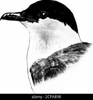 . Caccia e pesca in Florida, compresa una chiave per gli uccelli acquatici noti per verificarsi nello stato . TiIII.iliir iniber (piede). Uiinntor liimme. Lunghezza, 31; Ala, 14; Tarsus, 3.35; Kill, 2,75. Lunghezza, 24; Ala, 10.75; Tarsus, 2.75; Kill,; Urinator imber. Loon - Great Northern Diver. Vedere pagina 187 Urinatore lumme.Red=Loon.Red-Throated Diver. Vedi pagina 188 chiave per gli uccelli acquatici della florida.Famiglia STERCORARIID^. Jaeger. 143. Foto Stock