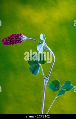 Trifoglio viola, trifolium incarnatum, foglie, fiore Foto Stock
