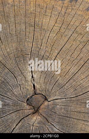 Sfondo in legno, stagionato, primo piano, riempimento formato Foto Stock