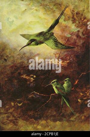 . Uccelli egiziani per la maggior parte visto nella valle del Nilo . marrone, beakblack, occhi cremisi, due coda-piume centro molto oblunged.lunghezza totale, 11 pollici. Ci sono tre specie di Bee-mangiatori, ma questo, il Bee-mangiatore verde del little, è scelto perché isresident e perché deve essere visto da ogni uno nell'Egitto superiore. Le altre due specie sono botebirds di passaggio attraverso l'Egitto, e sono seldomseen o sentito fino ad aprile o maggio, quando la maggior parte dei peoplehare ha lasciato. Questo uccello è ben chiamato l'ape-mangiatore verde poiché è verde a destra sopra ogni parte del piumaggio itsupper, ma a causa dell'ombreggiatura di partsno Foto Stock