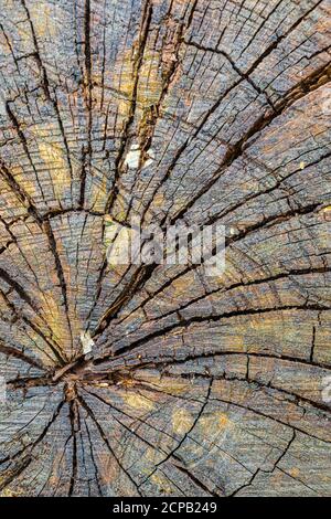 Sfondo in legno, stagionato, primo piano, riempimento formato Foto Stock