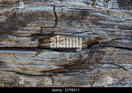 Sfondo in legno, stagionato, primo piano, riempimento formato Foto Stock