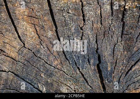 Sfondo in legno, stagionato, primo piano, riempimento formato Foto Stock