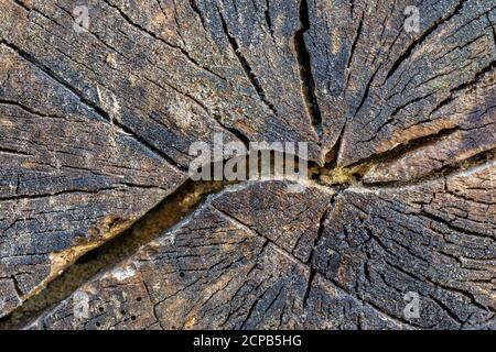 Sfondo in legno, stagionato, primo piano, riempimento formato Foto Stock