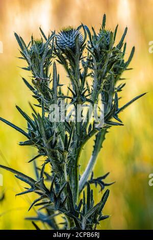 Thistle comune, Cirsium vulgare, fiore, gemme Foto Stock