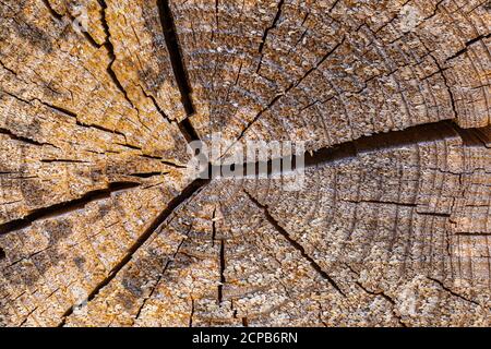 Sfondo in legno, stagionato, primo piano, riempimento formato Foto Stock
