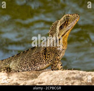 Primo piano del drago d'acqua orientale lucertola, Intellagama lesueurii su una roccia accanto all'acqua di un lago in un parco cittadino nel Queensland Australia Foto Stock