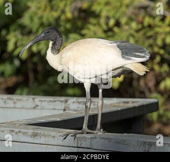 Ibis sacro, Threskiornis molucca, arroccato su una ringhiera in legno in un parco cittadino nel Queensland Australia Foto Stock