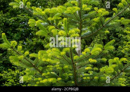 Giovani germogli di abete (Picea abies), Baviera, Germania, Europass Foto Stock