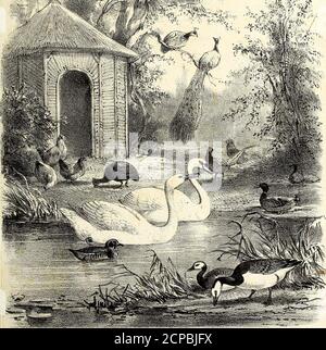 . Onze vogels in huis en tuin . gpag^g^ggljKf LEIDEN, 1876. 3545 P. W. M. TRAPPOLA. RFI 9L ■/■■! &lt; £77 p. 347 n. 3?onzevogelsinhuis03keul Foto Stock