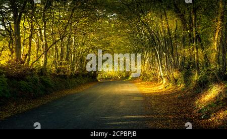 Una corsia di campagna diventa un tunnel attraverso gli alberi. Foto Stock