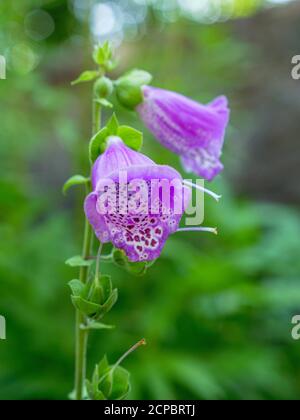 Foxglove rosso (Digitalis purpurea), Scrophulariaceae, famiglia figwort, velenoso, Kempten, Allgäu, Baviera, Germania, Europa Foto Stock