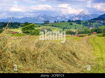 Fieno appena falciato, fieno falciato, sullo sfondo le Alpi di Allgäu, vicino Pfronten, Allgäu, Baviera, Germania, Europa Foto Stock