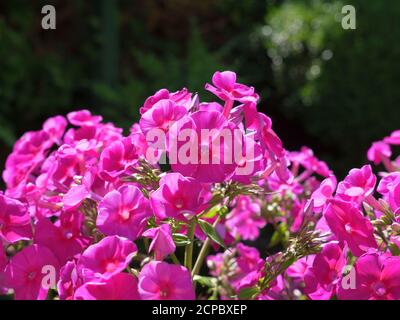 Flox - Flox perenne - Flame Flame Flower (Phlox paniculata), Baviera, Germania, Europa Foto Stock