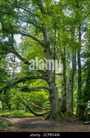 Grande faggio comune (Fagus sylvatica) nella foresta, Bernried, Baviera, Germania, Europa Foto Stock