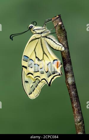 Farfalla a coda di rondine appena schiusa (Papio machaon), Svizzera Foto Stock