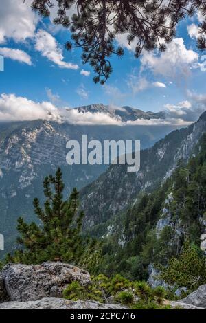 Foresta nel parco nazionale di Mount Olympus Foto Stock