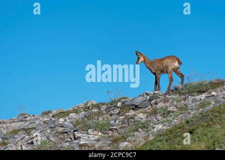 Giovane camoscio (Rupicapra rupicapra) nel parco nazionale del Monte Olimpo Foto Stock