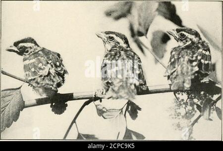 . Uccelli americani, studiati e fotografati dalla vita . Nido e uova di Black-headed (jrosbeak. Maschio Cirrosbeak al nido.. Bambini Grossbeak. Una famiglia di Grossbeak 53 Grossbeak dalla testa nera (ZameloJia melanocephala): Maschio, parte superiore nera con colletto marrone e marrone sul grumo; due barrette alari bianche; gola e parti inferiori, ricco arancio-marrone, che diventa giallo limone sul ventre e sotto le ali. Femmina, colore marrone chiaro, con strisce laterali; colletto e barre ad ala, bianco opaco; giallognolo sulla pancia e sotto le ali. Abitano gli Stati Uniti occidentali. Nido e uova simili Grossbeak arrosto di rose. IL FALCO DALLA CODA ROSSA Foto Stock