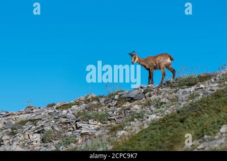 Giovane camoscio (Rupicapra rupicapra) nel parco nazionale del Monte Olimpo Foto Stock