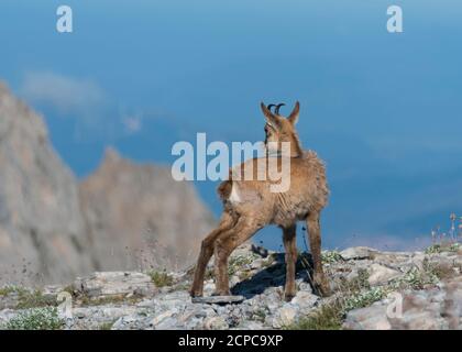 Giovane camoscio (Rupicapra rupicapra) nel parco nazionale di montagna Olympus Foto Stock