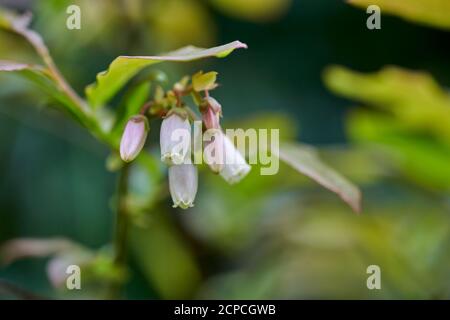 Gruppo di piccoli fiori bianchi cremosi a forma di campana che sbocciano su un cespuglio di mirtilli nel giardino in primavera in Scozia, Regno Unito Foto Stock