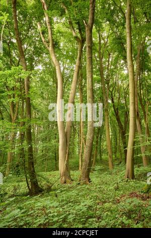 Meraviglioso paesaggio forestale dal bosco di Briukhovychi. Splendore verde di misteriosi boschi incantati. Faggi comuni europei Fagus sylvatica. Foto Stock