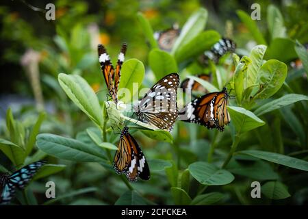 Farfalla arancione piccolo Monarch, (Danaus chrysippus, monarca africano, tigre comune) e Tirumala limniace (inglese Blue Tiger) nel Parco di Hong Kong Foto Stock