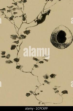 . Occhi acuti; un calendario di rambler di cinquantadue settimane tra insetti, uccelli e fiori; . »^.,. Foto Stock