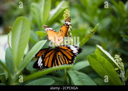 Butterfly Little Monarch, Danaus chrysippus, anche monarca africano o tigre comune nel Parco di Hong Kong Foto Stock