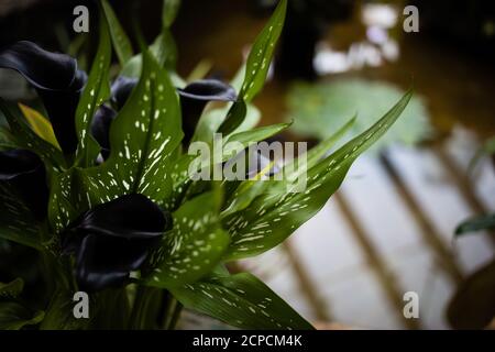 Zantedeschia (Zantedeschia, Calla, Kalla), Casa delle Palme Forsgate nel Parco di Hong Kong Foto Stock