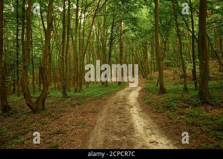 Impressioni sulla passeggiata nel bosco. Tracce sulla strada sterrata nella foresta verde. Sfondo verde e marrone. Terreno boschivo calmo. Paesaggio panoramico Foto Stock