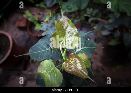 Piccola foglia di albero di peepal appena cresciuta in indiano. Foto Stock