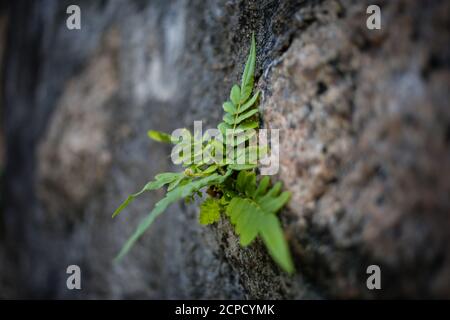 Impianto a parete nel parco di Hong Kong Foto Stock