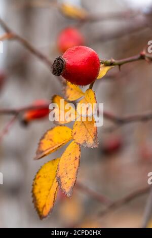 Arbusto rosa canina, un cane rosa con frutti rossi in autunno. Un primo piano di bacche e foglie gialle appassite Foto Stock