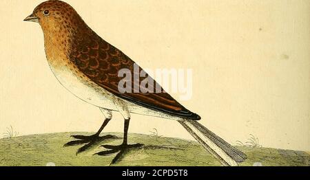 . Una storia naturale degli uccelli : raffigurata con cento e una lastra di rame, curiosamente intagliata dalla vita . Foto Stock
