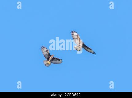 Coppia di uccelli Buzzard (Buteo buteo), rapaci, in volo, giocare a combattimento. Buzzardi che volano contro il cielo blu nel West Sussex, Inghilterra, Regno Unito. Foto Stock