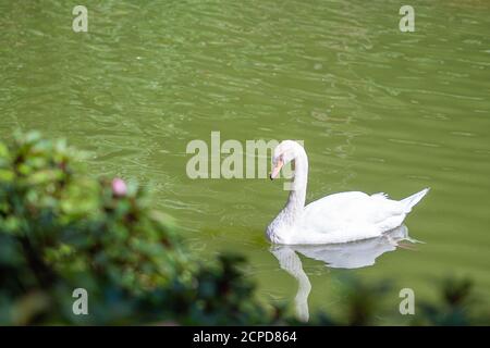 Bella di oche bianche galleggianti su piccolo stagno. Bella natura sfondo Foto Stock