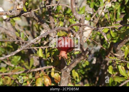 Il melograno rosso sull'albero è troppo maturo Foto Stock