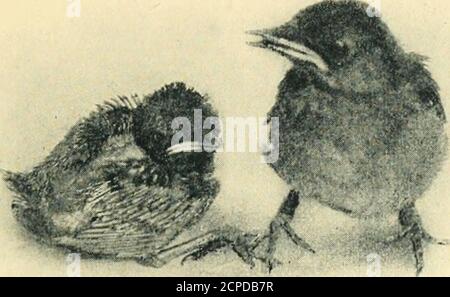 . Nestlings di foresta e palude, da Irene Grosvenor Wheelock; . non uno reso strano dalla paura, e quando i bambini erano fuori, ho avuto myreward. Per quanto ho potuto vedere, hanno guardato appena altri piccoli catbirds, ma i genitori sawa grande differenza. Il maschio spesso stoodat il nido che guarda giù su di loro senza ammirazione mascherata, evocando così il mandrino animpatient dall'uccello più pratico della madre. Quello che voleva per i thoselittle era cibo, non adulazione; i theirmouts erano aperti, alcuni devono cacciare, e per la sua parte era sufficiente per haveported tali creature meravigliose fuori delle conchiglie. Eppure sh Foto Stock