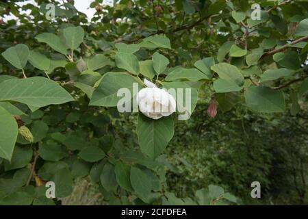 Fiore bianco primaverile di un albero di Magnolia (Magnolia sieboldi 'Colossus') che cresce in un giardino di boschi nel Devon Rurale, Inghilterra, Regno Unito Foto Stock